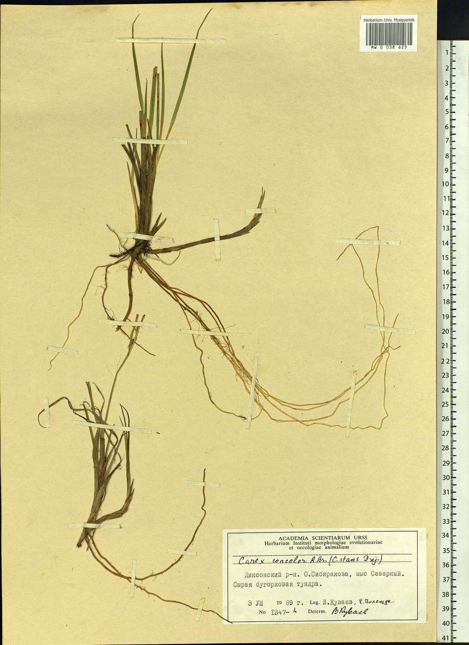 Carex aquatilis var. minor Boott, Siberia, Central Siberia (S3) (Russia)