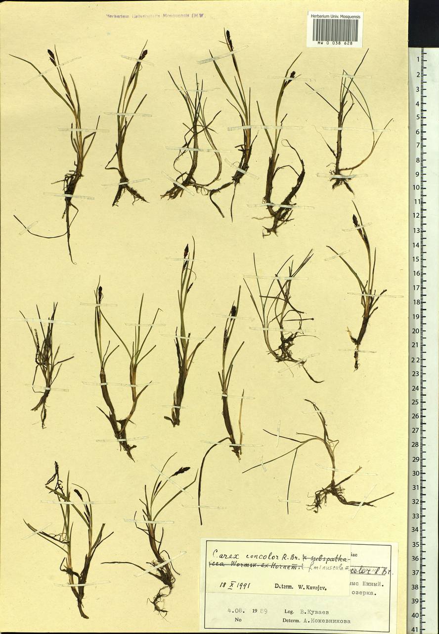 Carex aquatilis var. minor Boott, Siberia, Central Siberia (S3) (Russia)