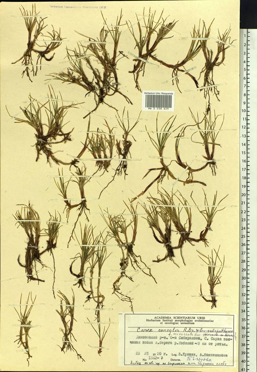 Carex aquatilis var. minor Boott, Siberia, Central Siberia (S3) (Russia)