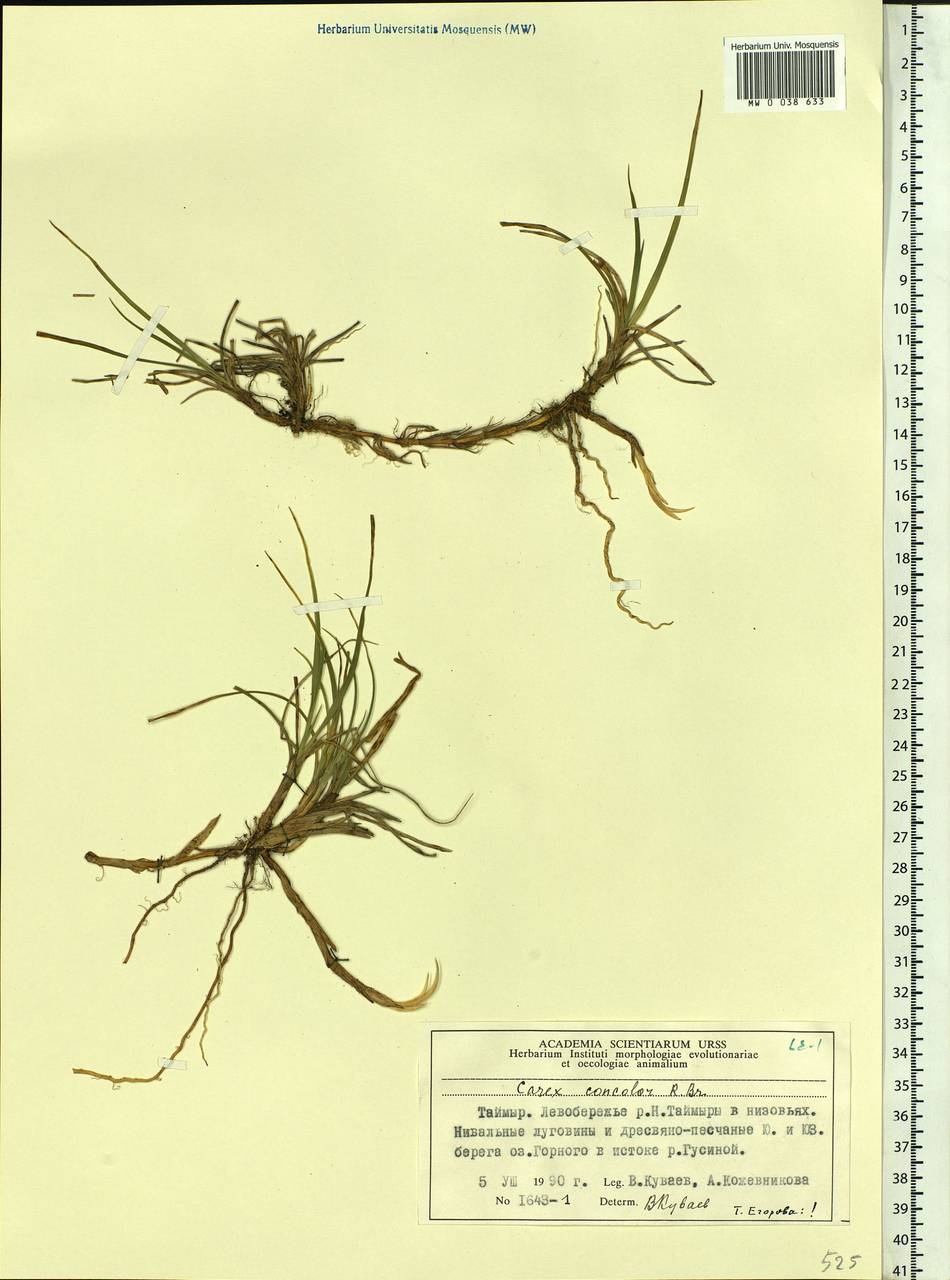 Carex aquatilis var. minor Boott, Siberia, Central Siberia (S3) (Russia)