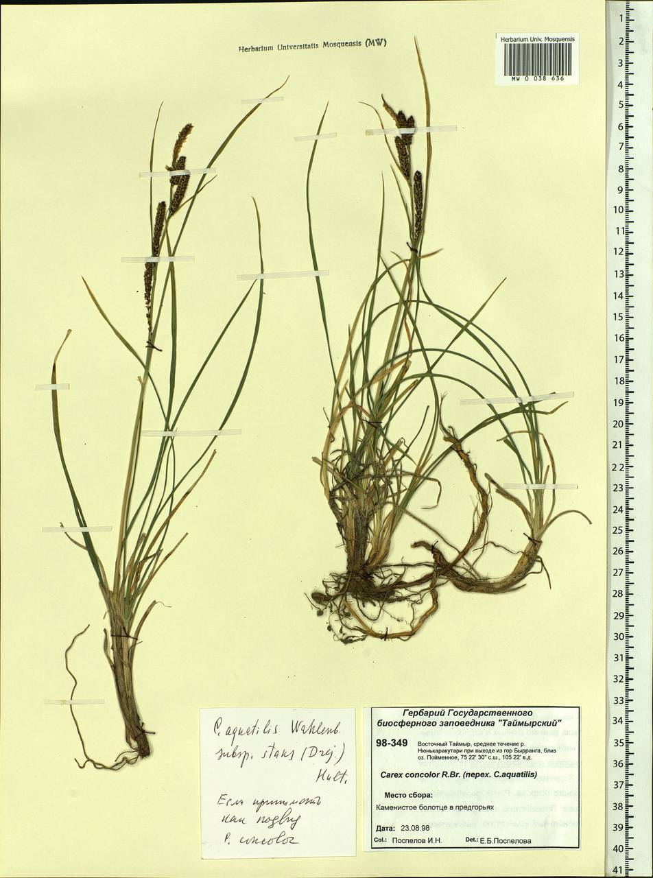 Carex aquatilis var. minor Boott, Siberia, Central Siberia (S3) (Russia)