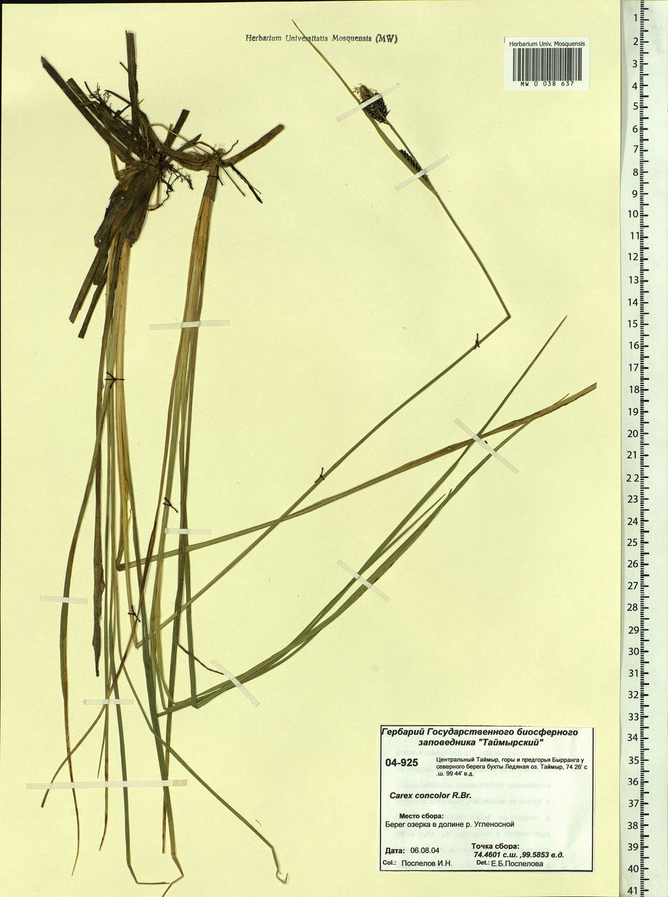 Carex aquatilis var. minor Boott, Siberia, Central Siberia (S3) (Russia)
