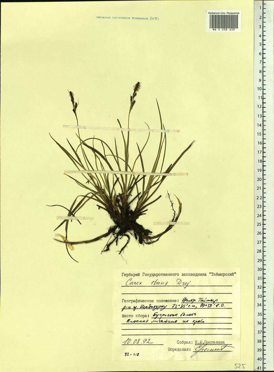 Carex aquatilis var. minor Boott, Siberia, Central Siberia (S3) (Russia)