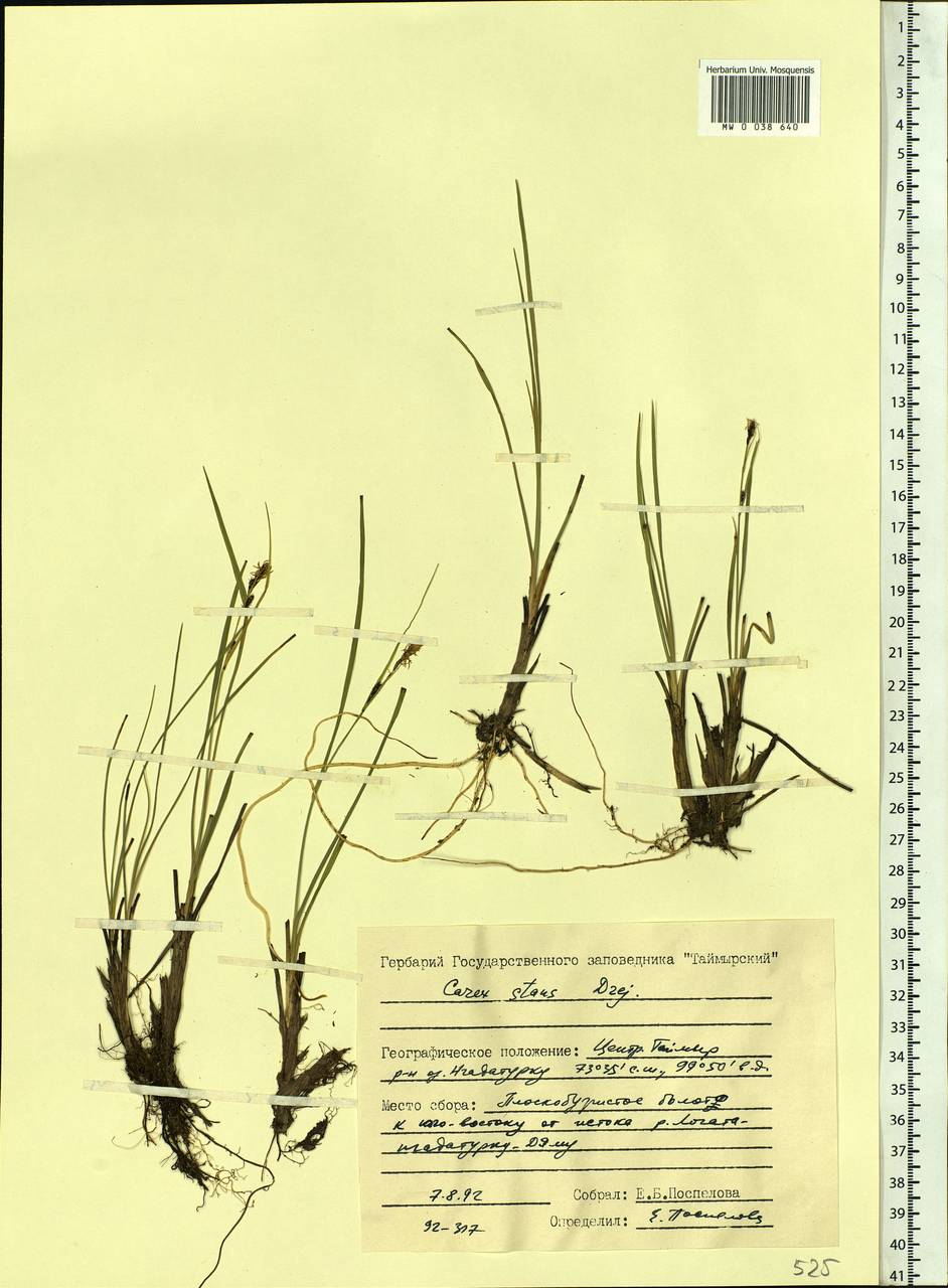 Carex aquatilis var. minor Boott, Siberia, Central Siberia (S3) (Russia)