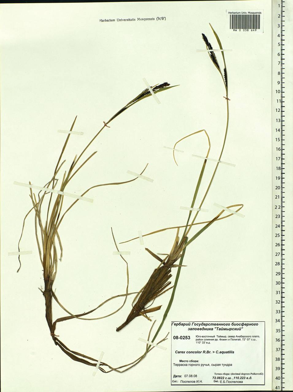 Carex aquatilis var. minor Boott, Siberia, Central Siberia (S3) (Russia)