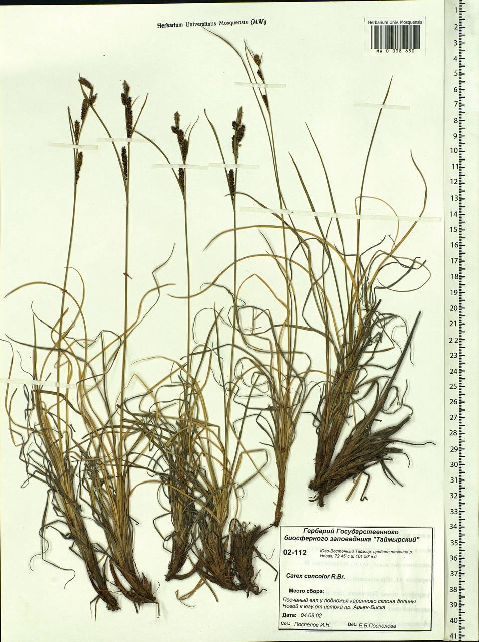 Carex aquatilis var. minor Boott, Siberia, Central Siberia (S3) (Russia)