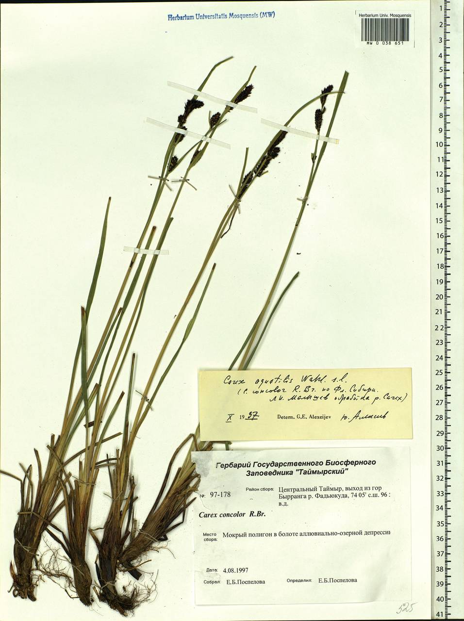 Carex aquatilis var. minor Boott, Siberia, Central Siberia (S3) (Russia)