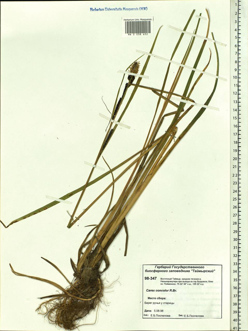 Carex aquatilis var. minor Boott, Siberia, Central Siberia (S3) (Russia)