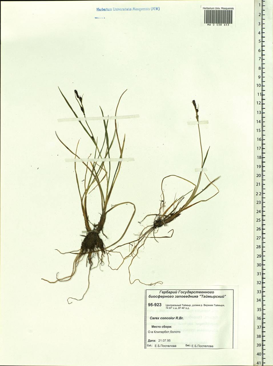 Carex aquatilis var. minor Boott, Siberia, Central Siberia (S3) (Russia)