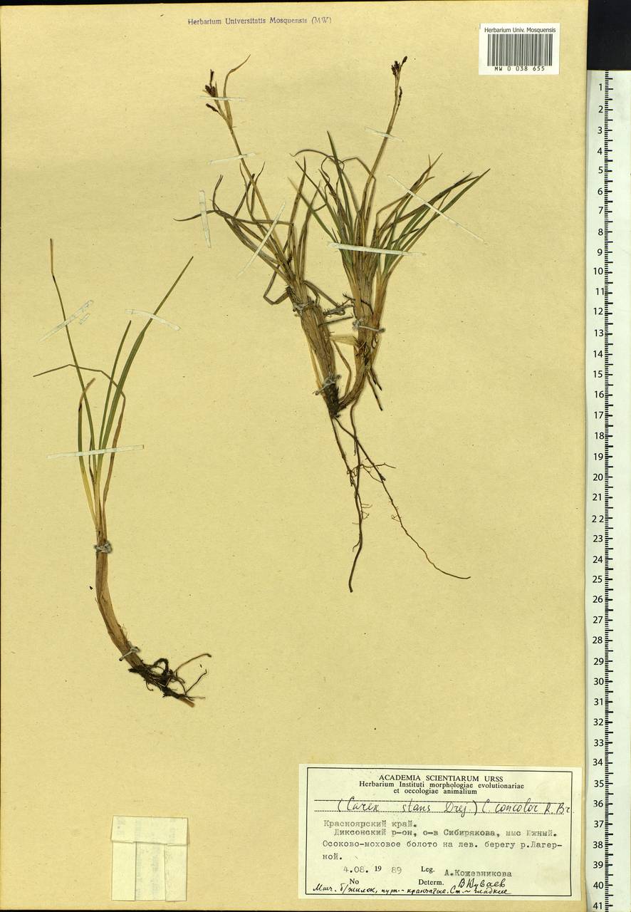 Carex aquatilis var. minor Boott, Siberia, Central Siberia (S3) (Russia)