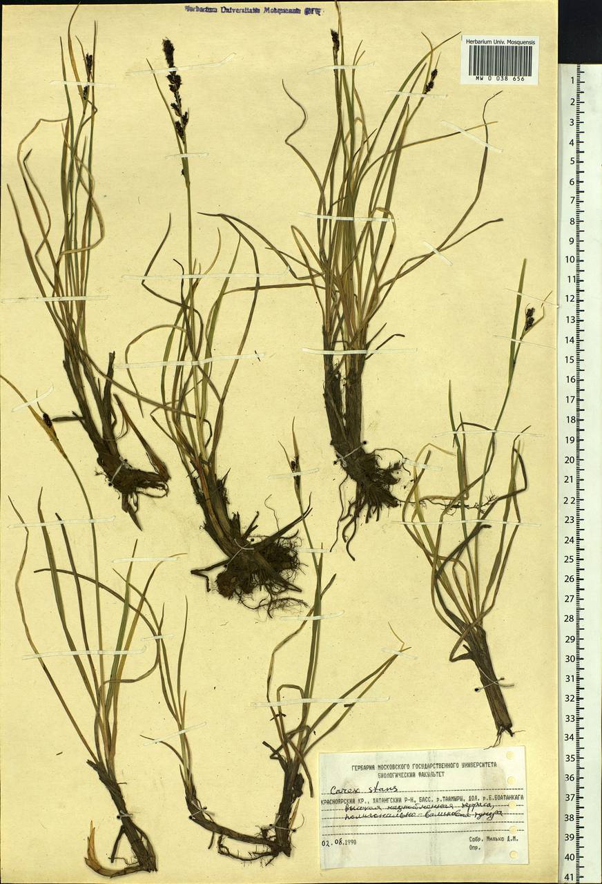 Carex aquatilis var. minor Boott, Siberia, Central Siberia (S3) (Russia)