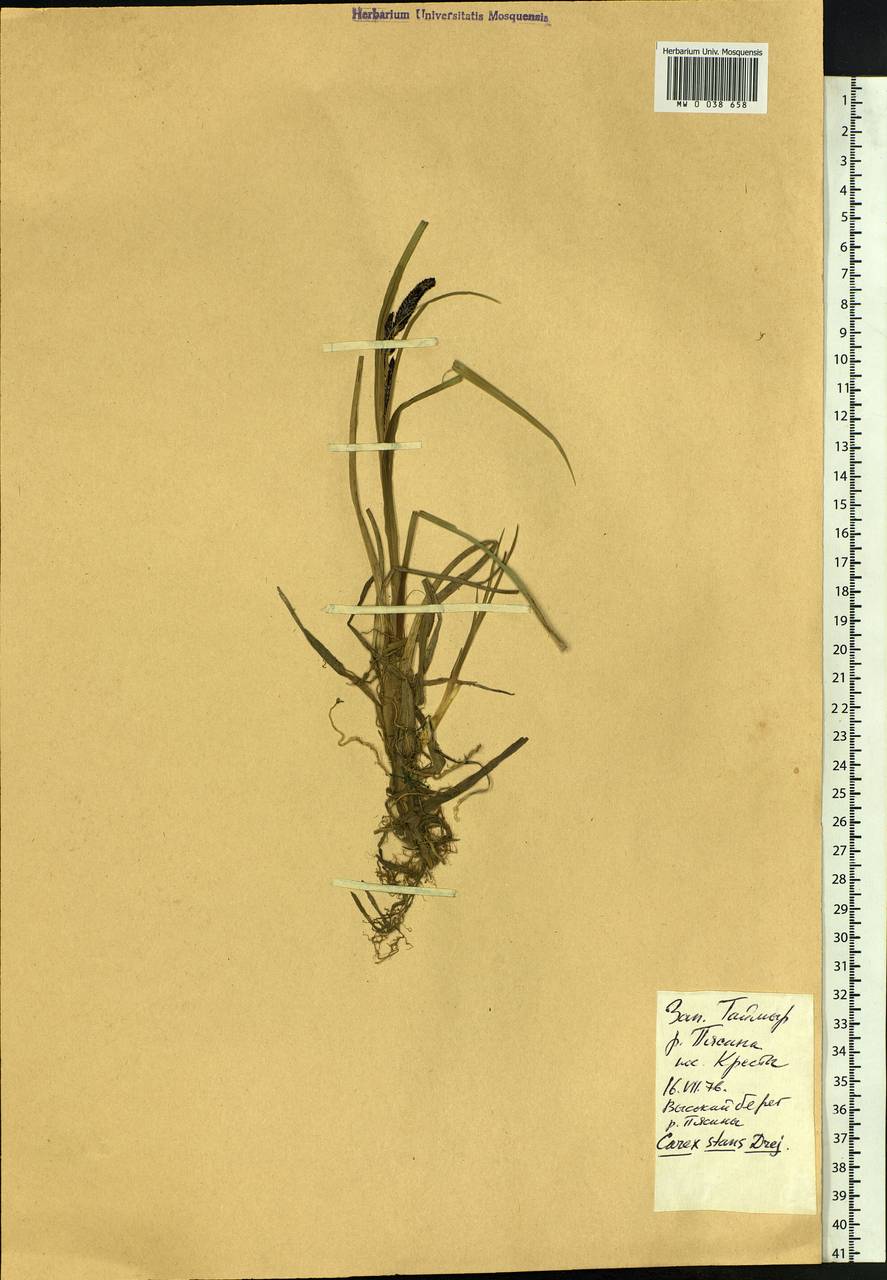 Carex aquatilis var. minor Boott, Siberia, Central Siberia (S3) (Russia)