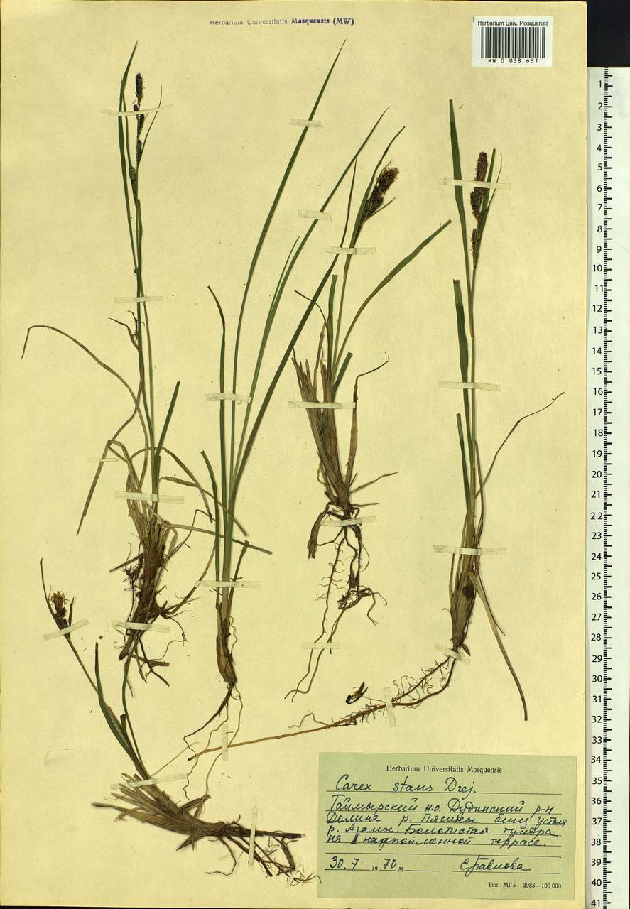 Carex aquatilis var. minor Boott, Siberia, Central Siberia (S3) (Russia)