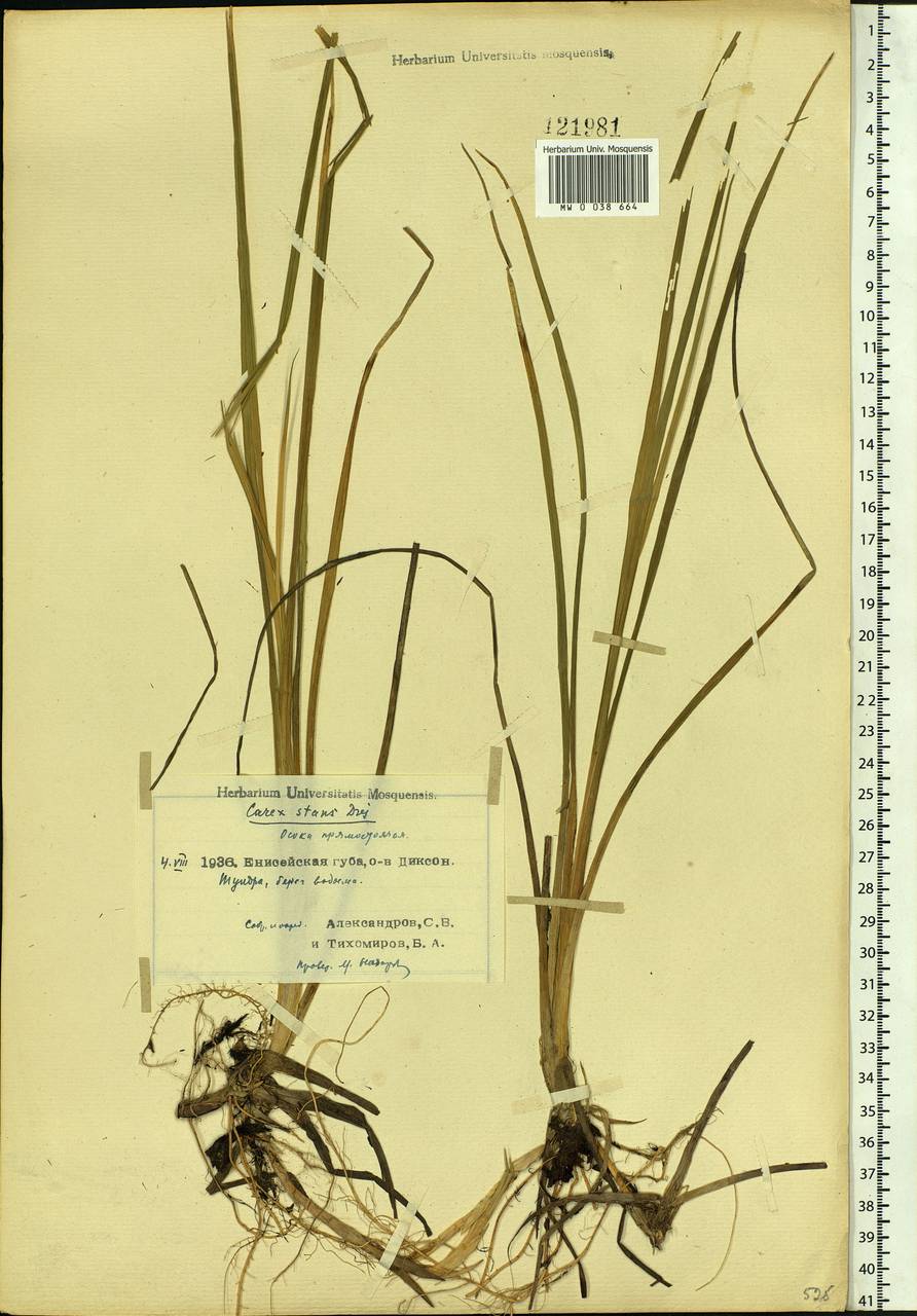 Carex aquatilis var. minor Boott, Siberia, Central Siberia (S3) (Russia)