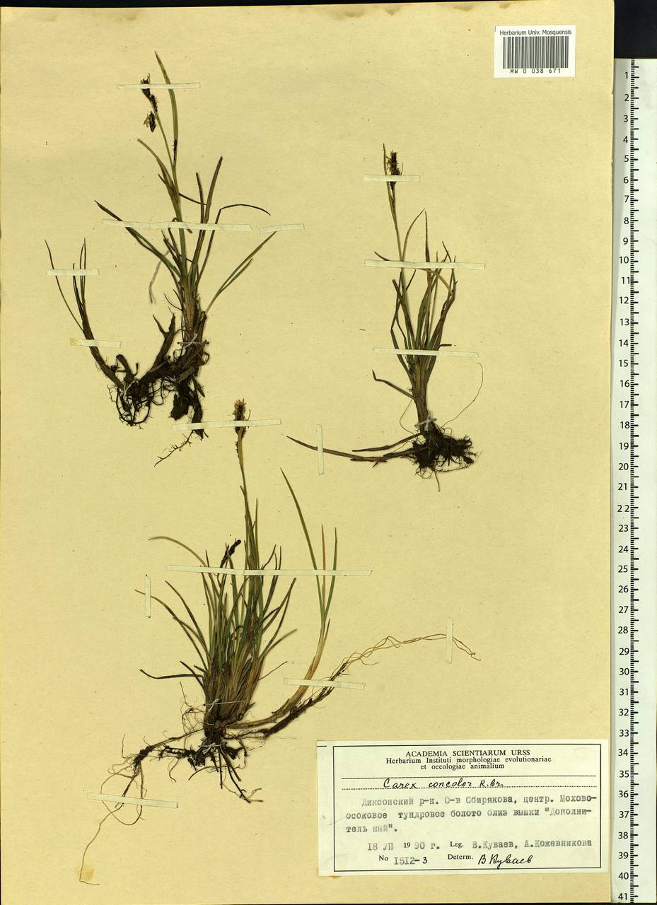 Carex aquatilis var. minor Boott, Siberia, Central Siberia (S3) (Russia)