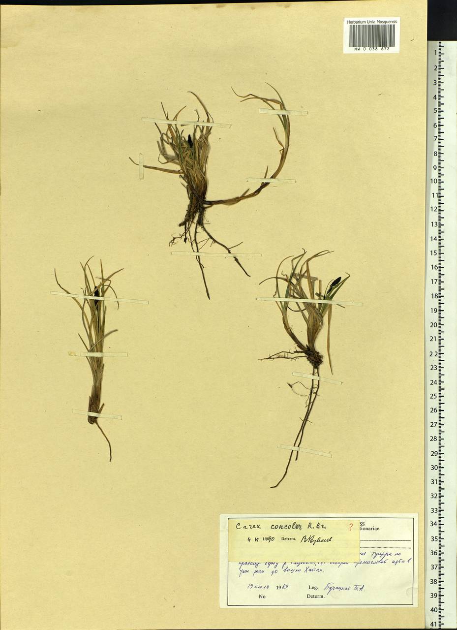 Carex aquatilis var. minor Boott, Siberia, Central Siberia (S3) (Russia)