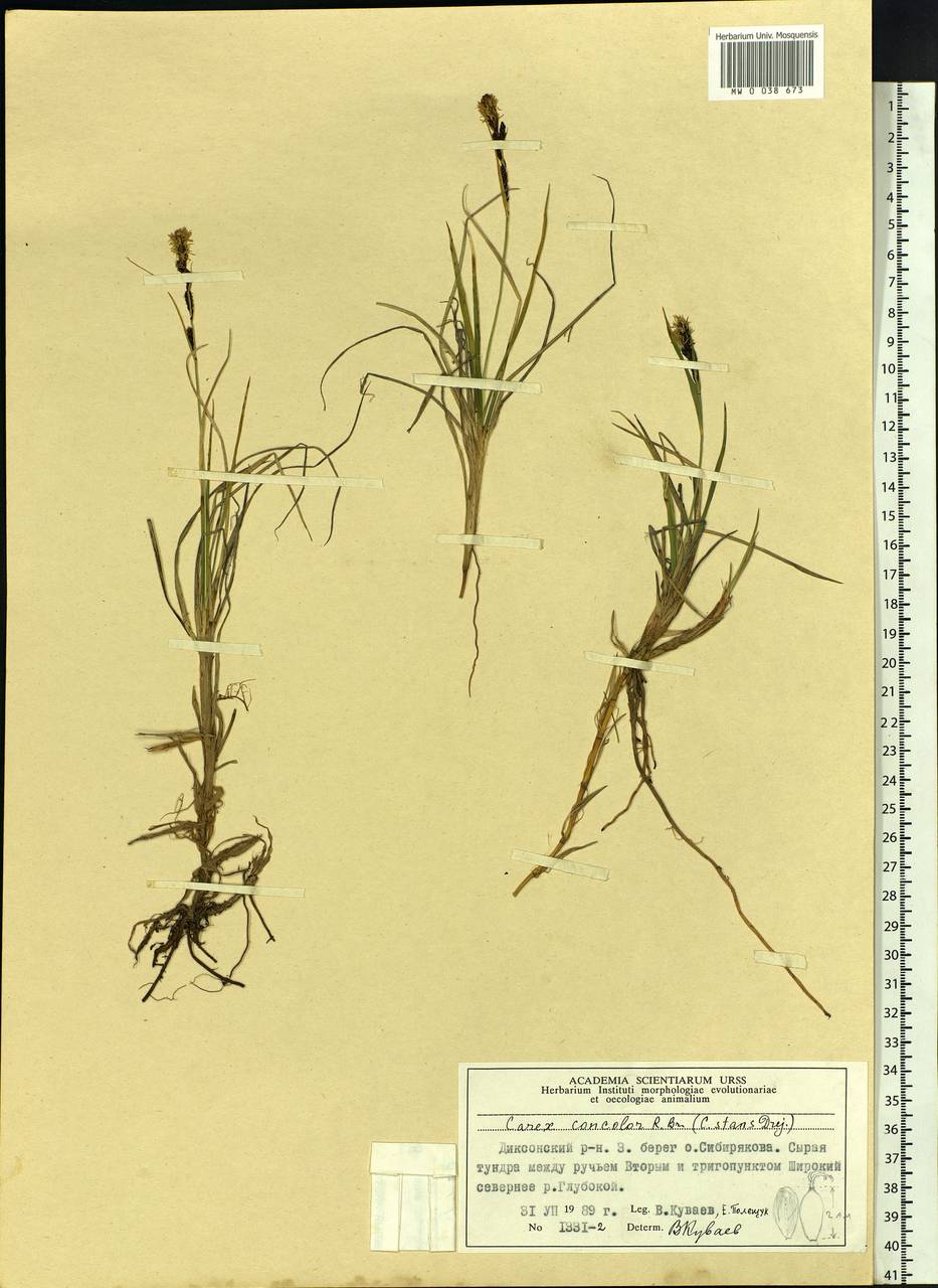 Carex aquatilis var. minor Boott, Siberia, Central Siberia (S3) (Russia)