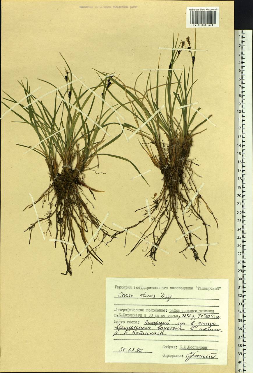 Carex aquatilis var. minor Boott, Siberia, Central Siberia (S3) (Russia)