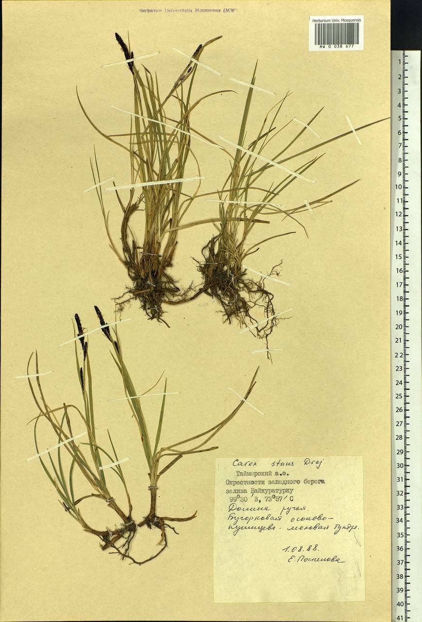 Carex aquatilis var. minor Boott, Siberia, Central Siberia (S3) (Russia)
