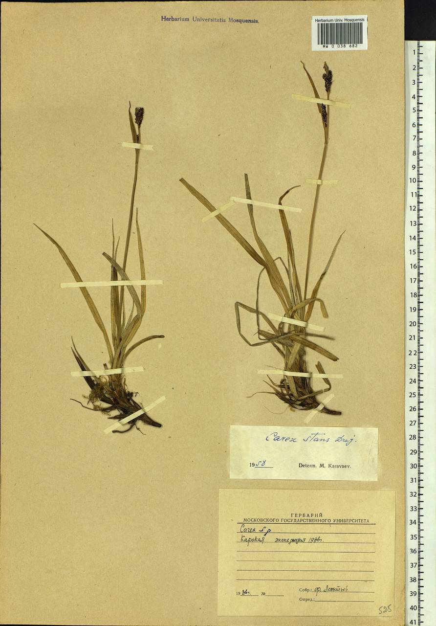 Carex aquatilis var. minor Boott, Siberia, Western Siberia (S1) (Russia)