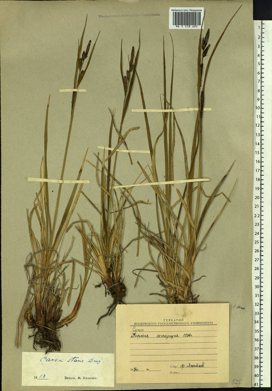 Carex aquatilis var. minor Boott, Siberia, Western Siberia (S1) (Russia)