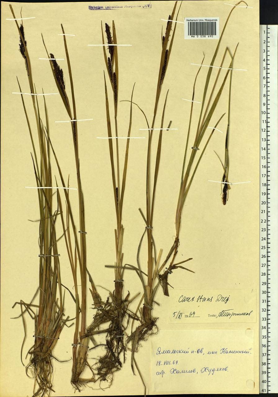 Carex aquatilis var. minor Boott, Siberia, Western Siberia (S1) (Russia)