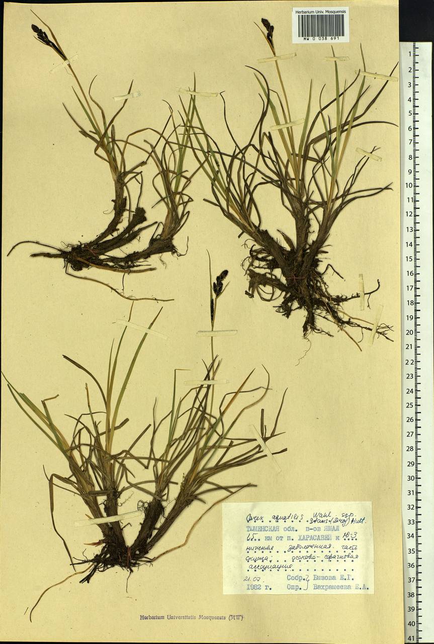 Carex aquatilis var. minor Boott, Siberia, Western Siberia (S1) (Russia)