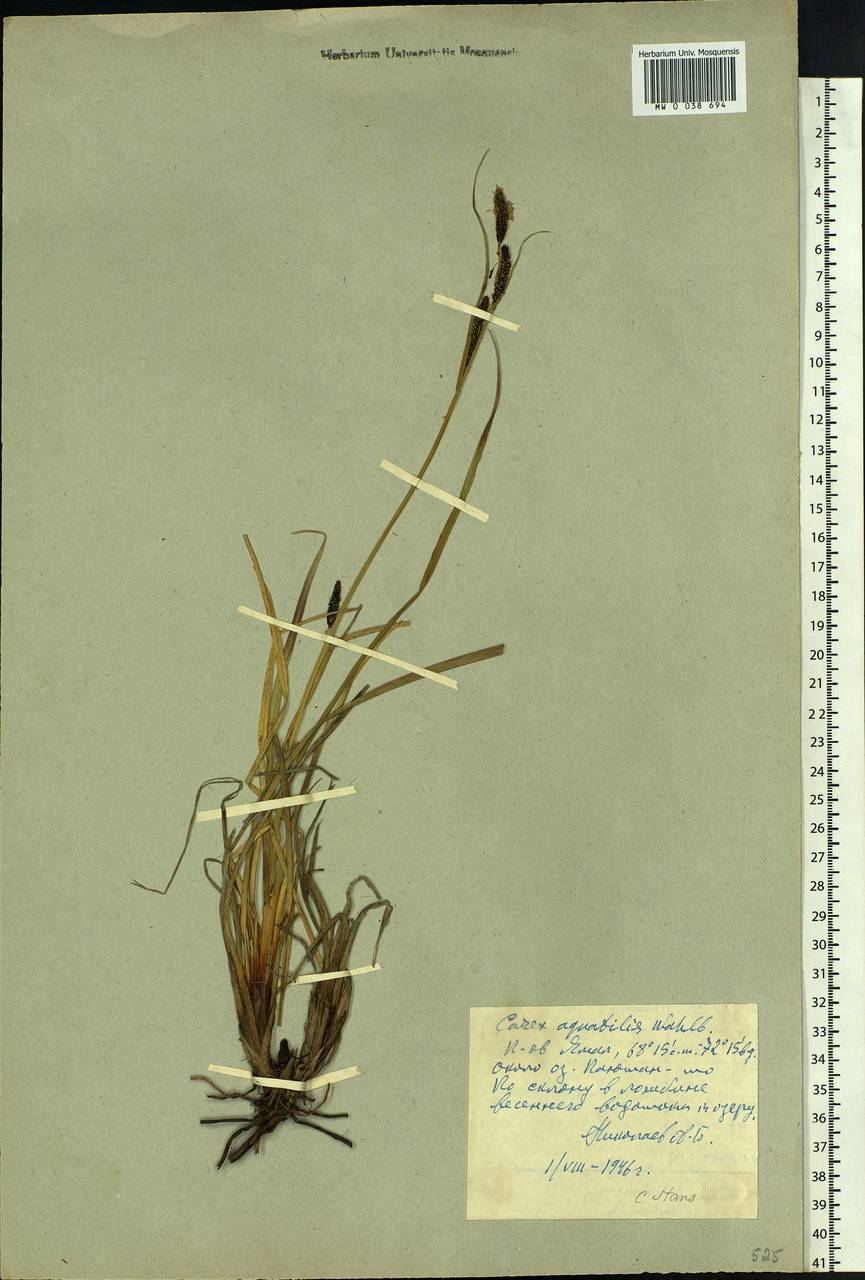 Carex aquatilis var. minor Boott, Siberia, Western Siberia (S1) (Russia)