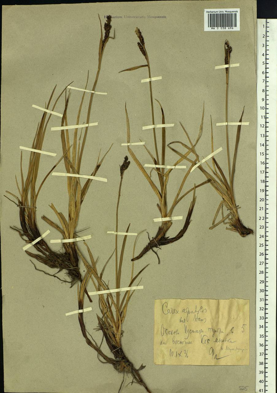 Carex aquatilis var. minor Boott, Siberia, Western Siberia (S1) (Russia)