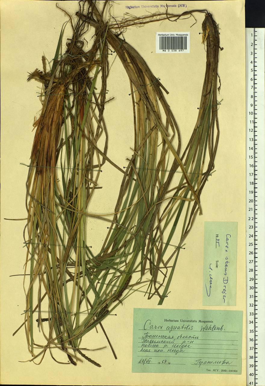 Carex aquatilis var. minor Boott, Siberia, Western Siberia (S1) (Russia)