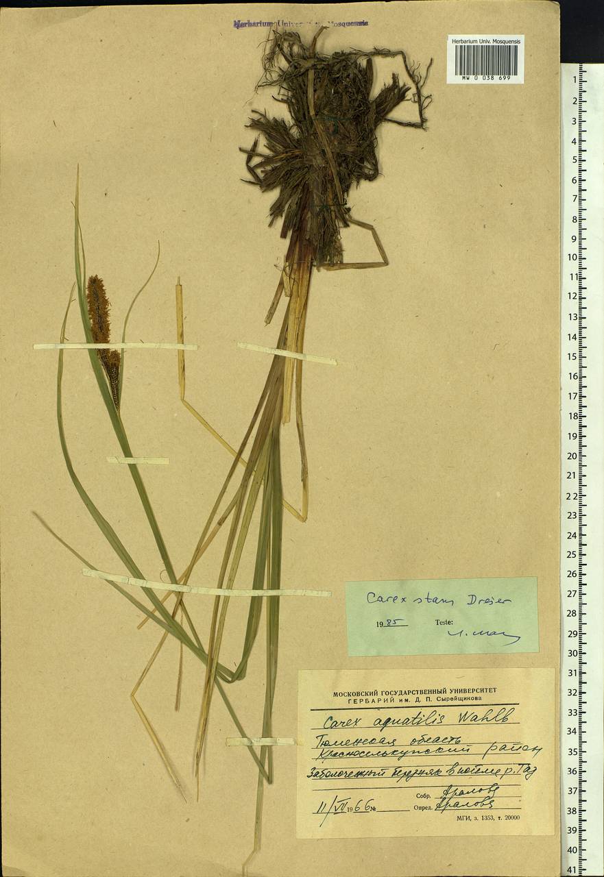 Carex aquatilis var. minor Boott, Siberia, Western Siberia (S1) (Russia)