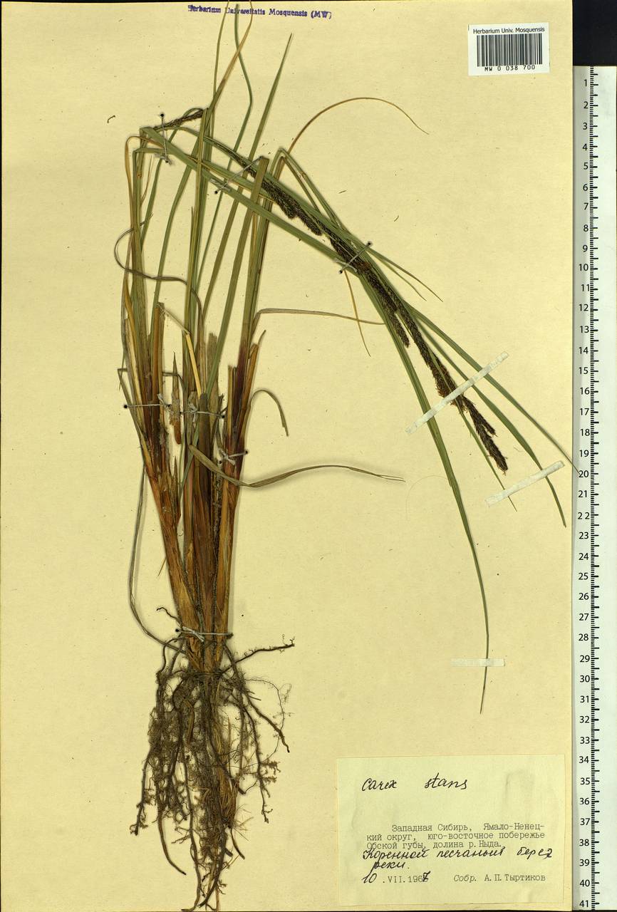 Carex aquatilis var. minor Boott, Siberia, Western Siberia (S1) (Russia)