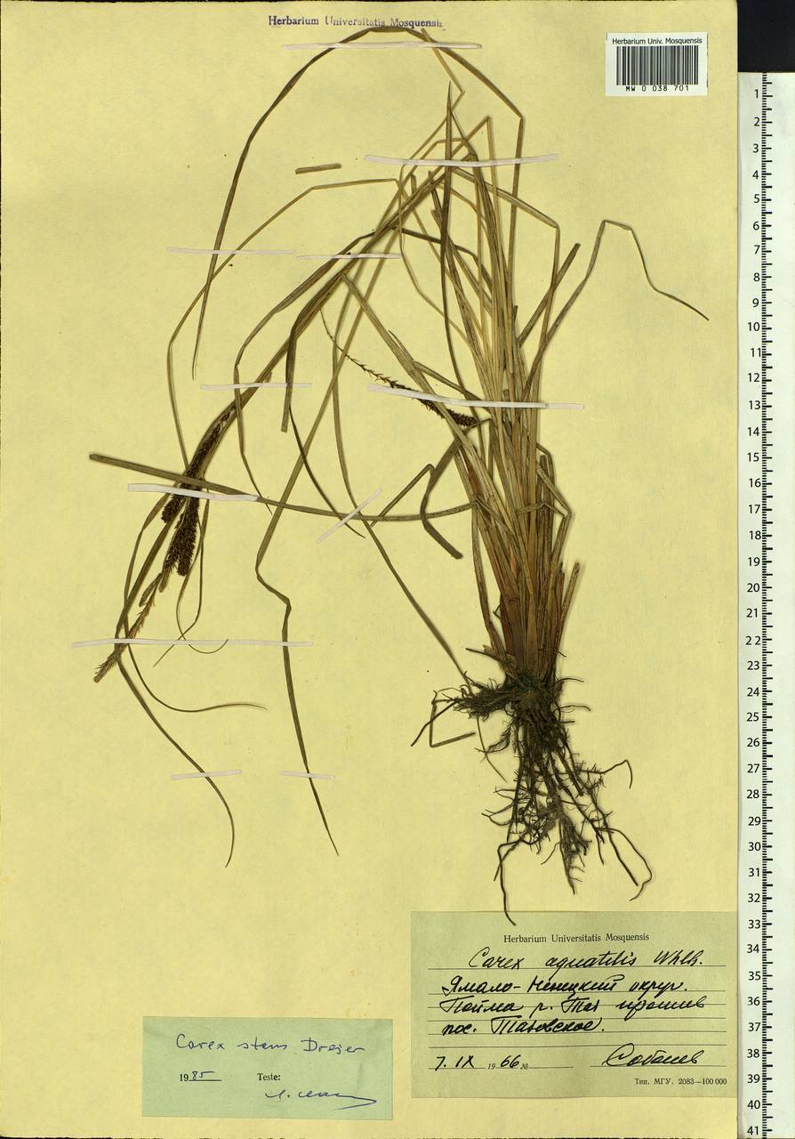 Carex aquatilis var. minor Boott, Siberia, Western Siberia (S1) (Russia)