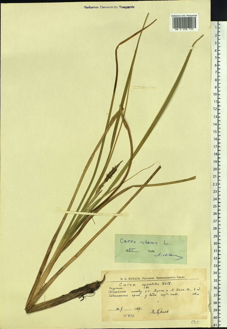 Carex aquatilis var. minor Boott, Siberia, Western Siberia (S1) (Russia)