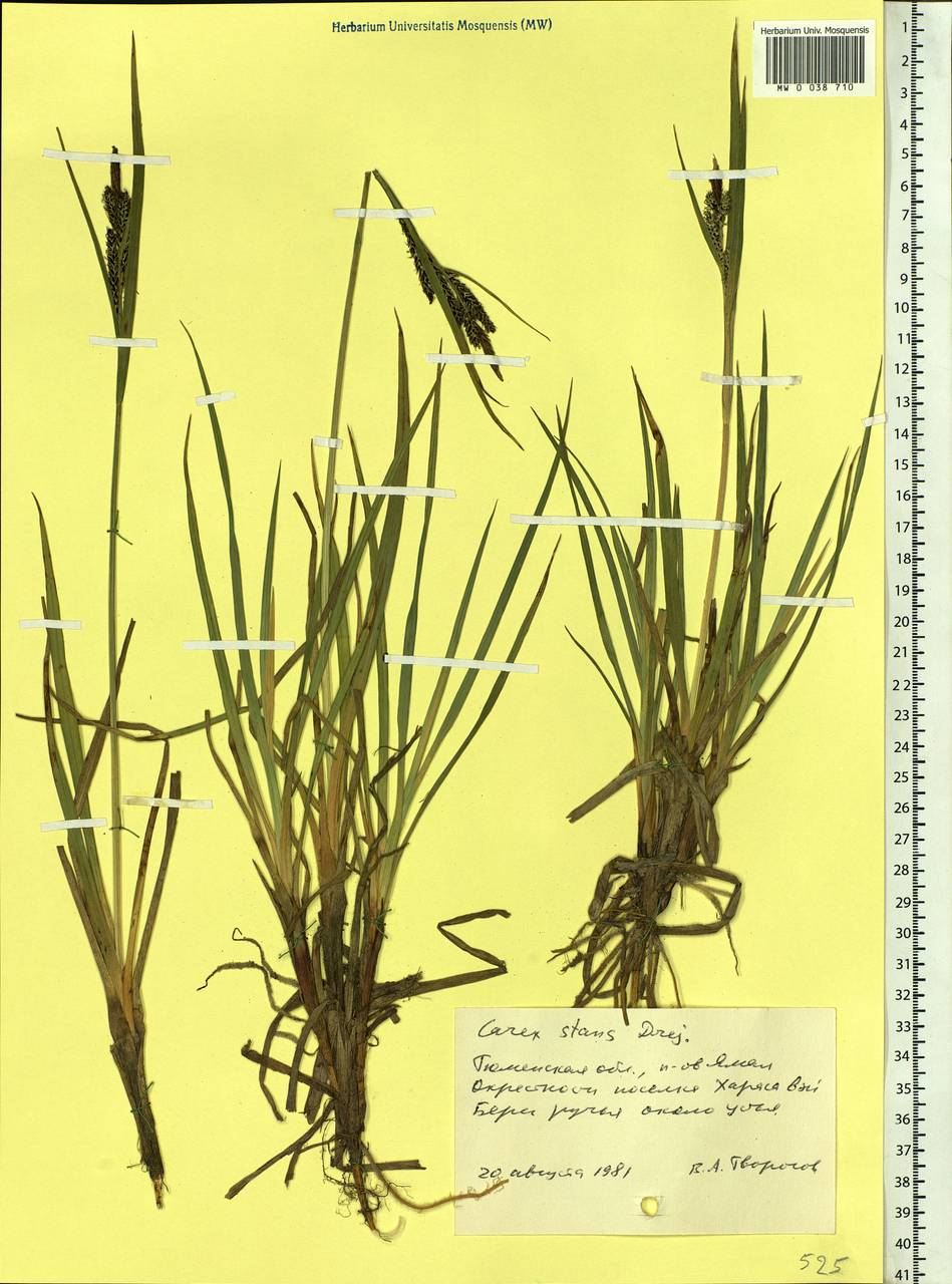 Carex aquatilis var. minor Boott, Siberia, Western Siberia (S1) (Russia)