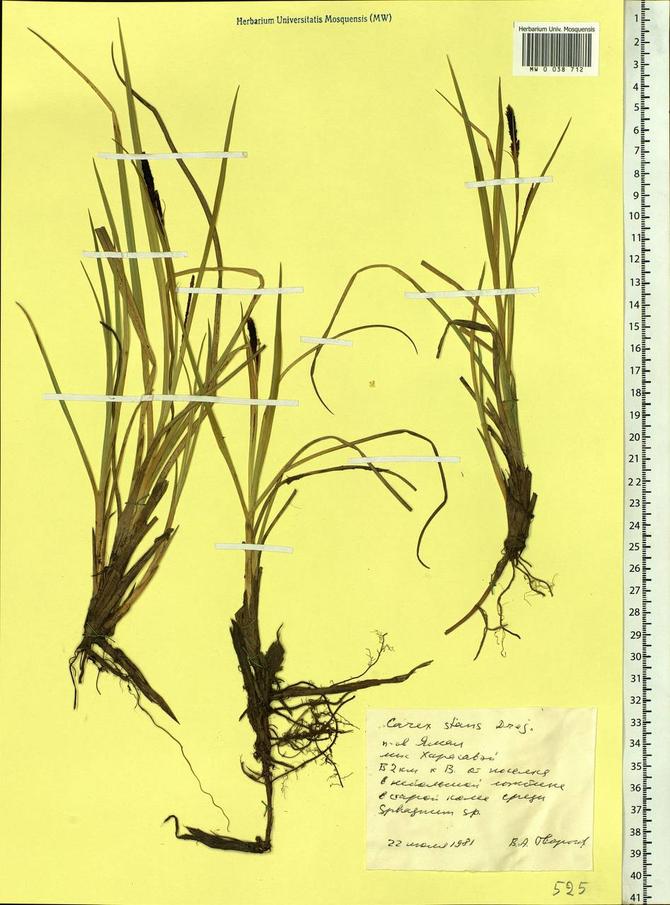 Carex aquatilis var. minor Boott, Siberia, Western Siberia (S1) (Russia)