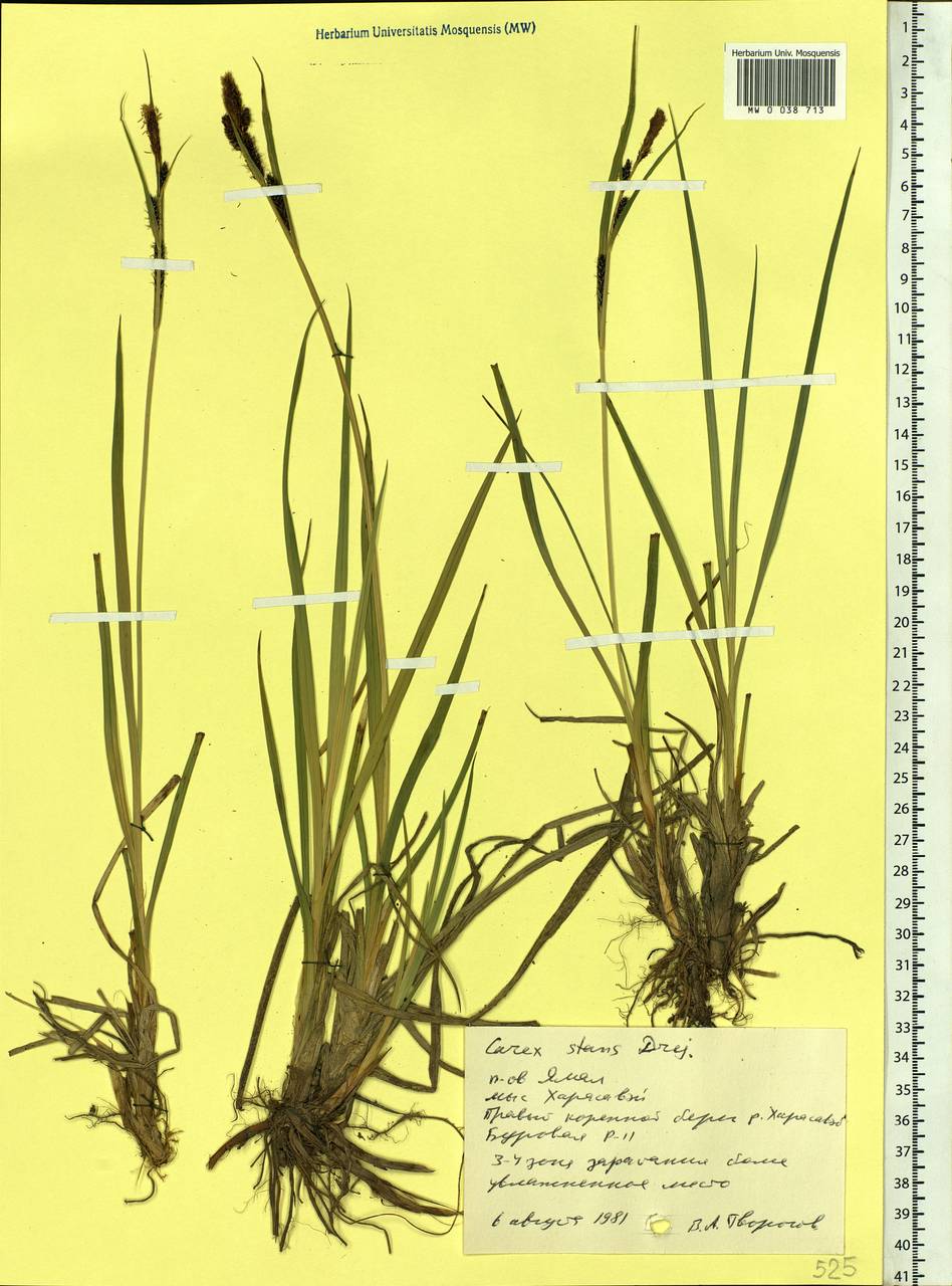Carex aquatilis var. minor Boott, Siberia, Western Siberia (S1) (Russia)