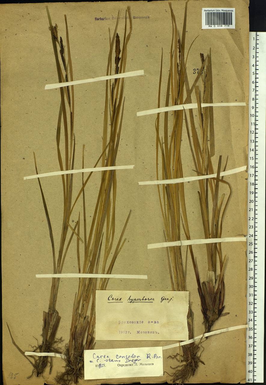 Carex aquatilis var. minor Boott, Siberia, Central Siberia (S3) (Russia)