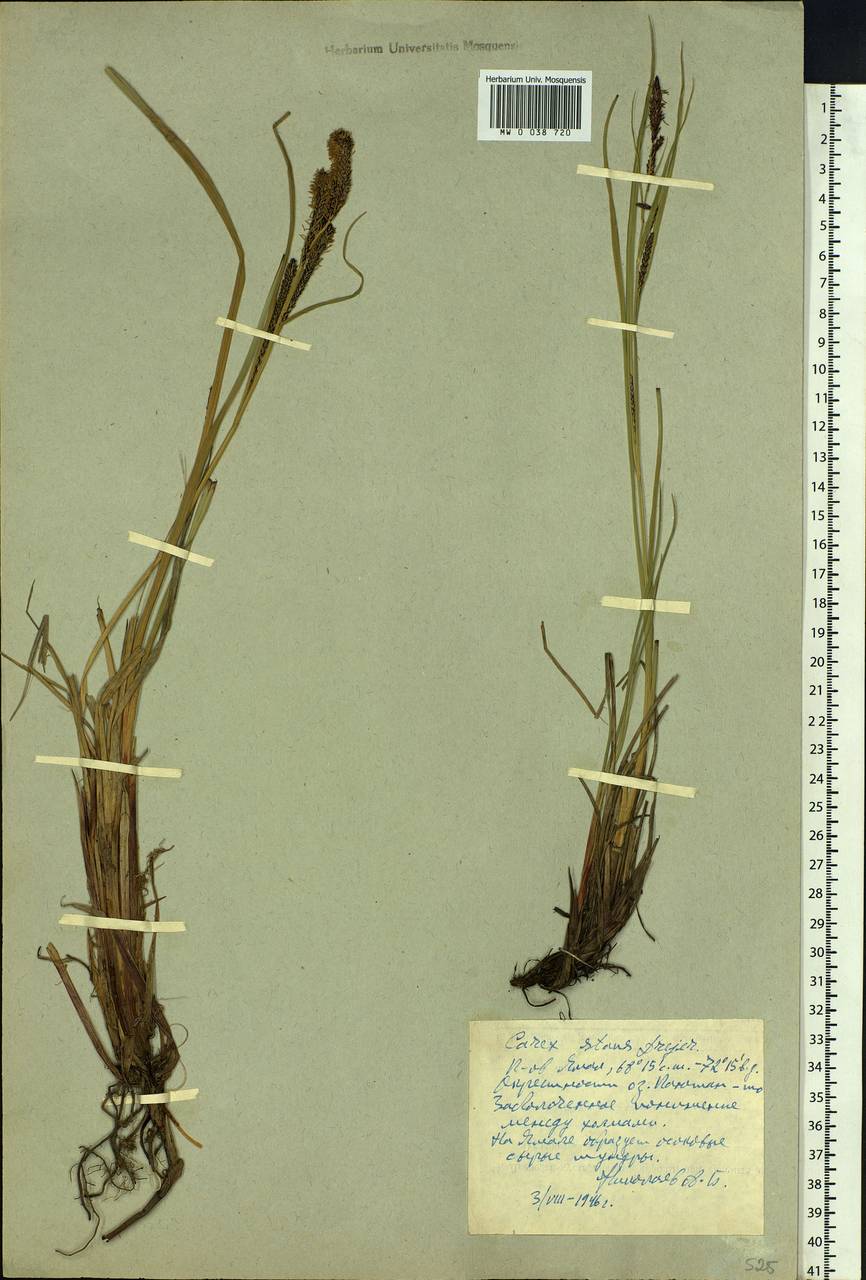 Carex aquatilis var. minor Boott, Siberia, Western Siberia (S1) (Russia)