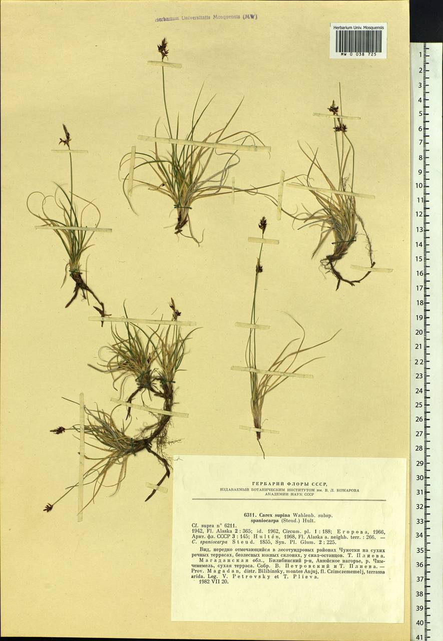 Carex supina var. spaniocarpa (Steud.) B.Boivin, Siberia, Chukotka & Kamchatka (S7) (Russia)
