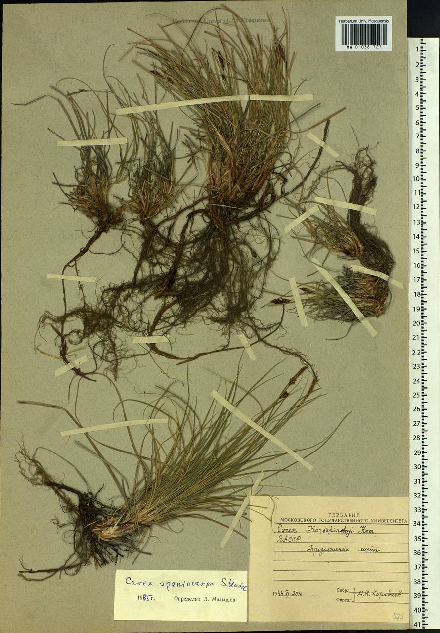 Carex supina var. spaniocarpa (Steud.) B.Boivin, Siberia, Yakutia (S5) (Russia)
