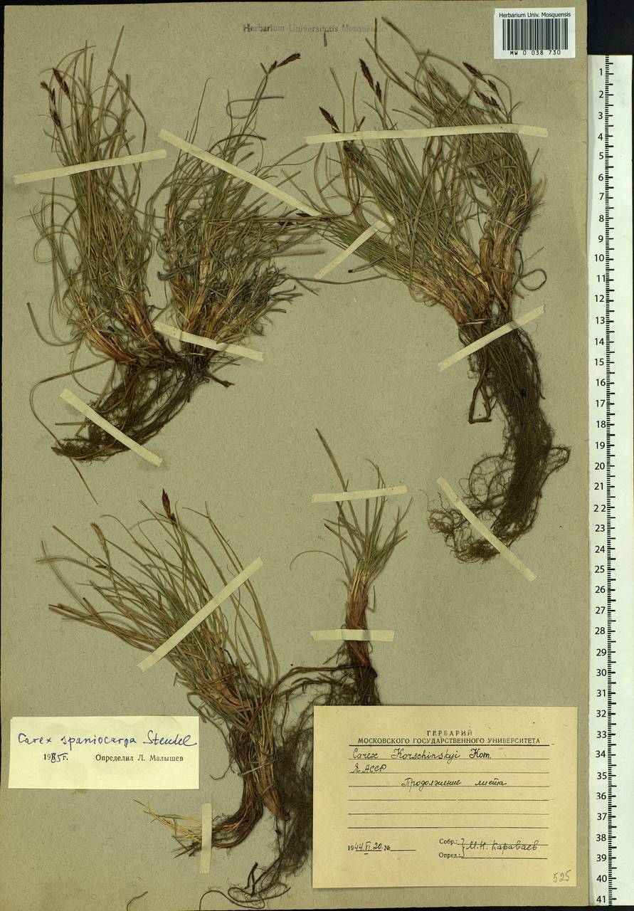 Carex supina var. spaniocarpa (Steud.) B.Boivin, Siberia, Yakutia (S5) (Russia)