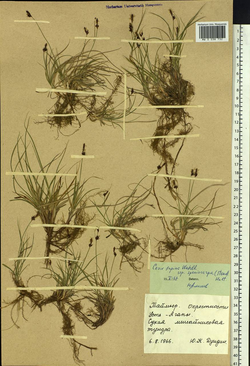 Carex supina var. spaniocarpa (Steud.) B.Boivin, Siberia, Central Siberia (S3) (Russia)