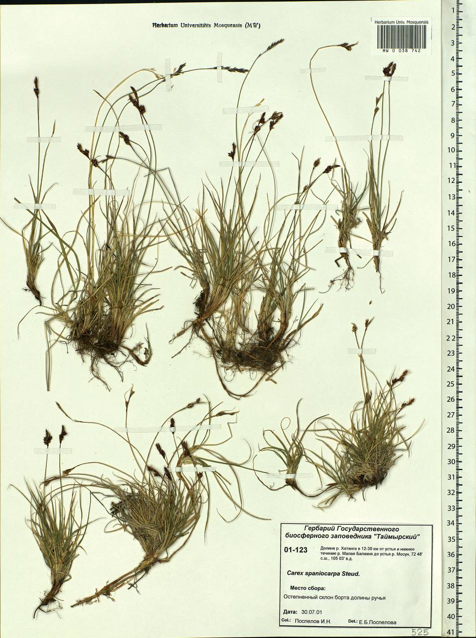 Carex supina var. spaniocarpa (Steud.) B.Boivin, Siberia, Central Siberia (S3) (Russia)