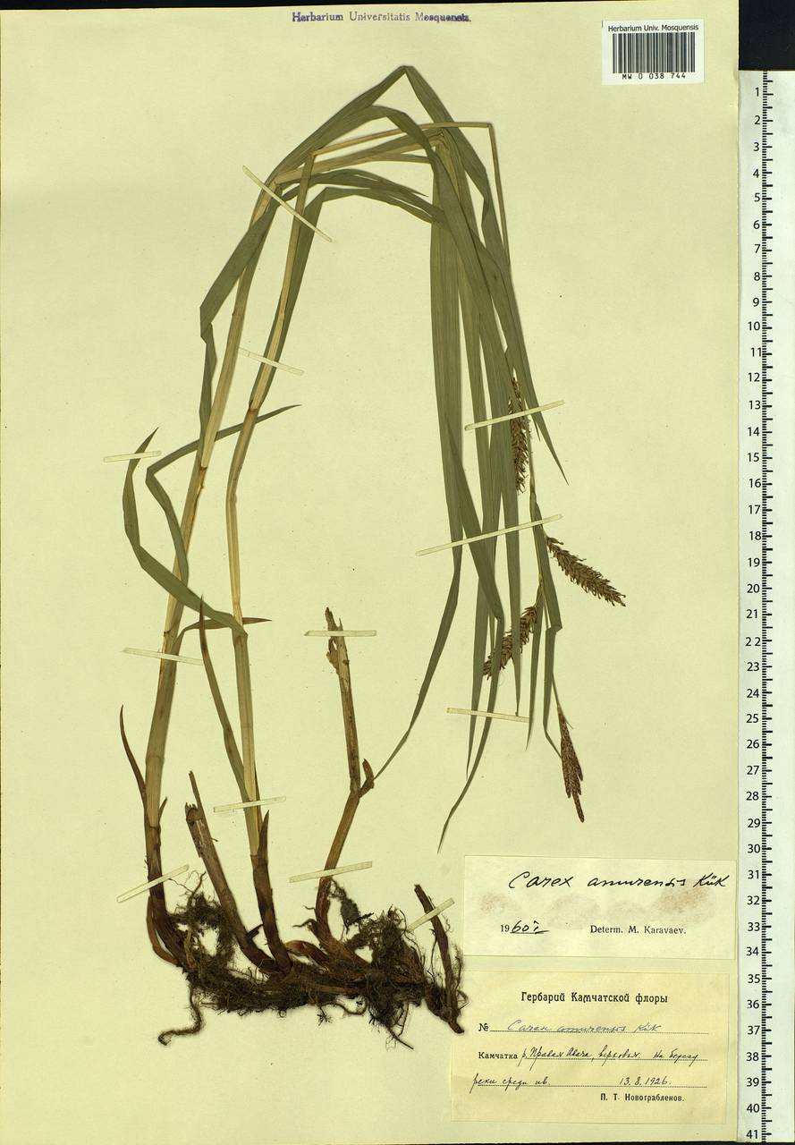 Carex sordida Van Heurck & Müll.Arg., Siberia, Chukotka & Kamchatka (S7) (Russia)