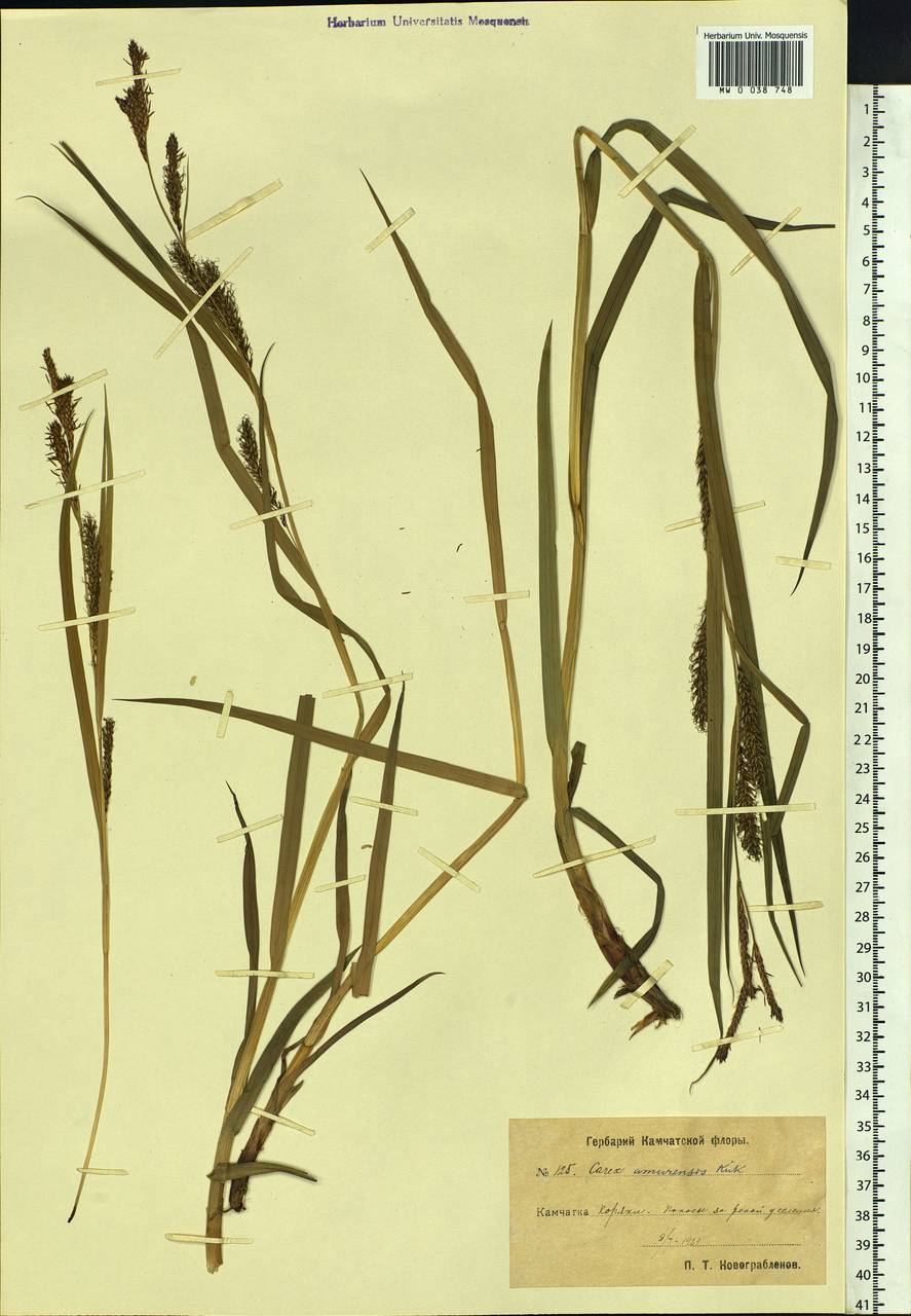Carex sordida Van Heurck & Müll.Arg., Siberia, Chukotka & Kamchatka (S7) (Russia)