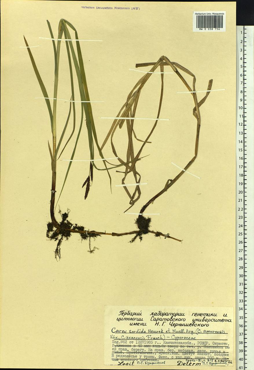 Carex sordida Van Heurck & Müll.Arg., Siberia, Chukotka & Kamchatka (S7) (Russia)