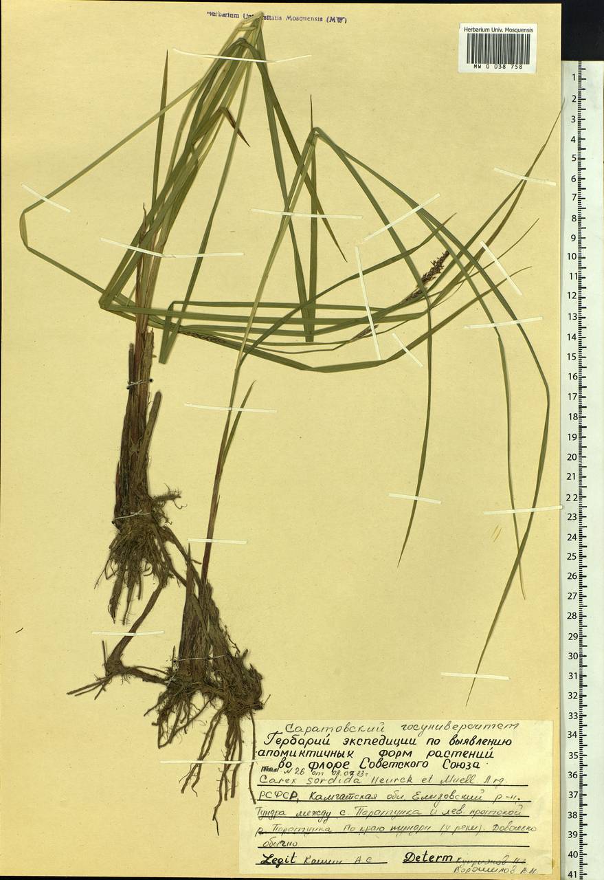 Carex sordida Van Heurck & Müll.Arg., Siberia, Chukotka & Kamchatka (S7) (Russia)