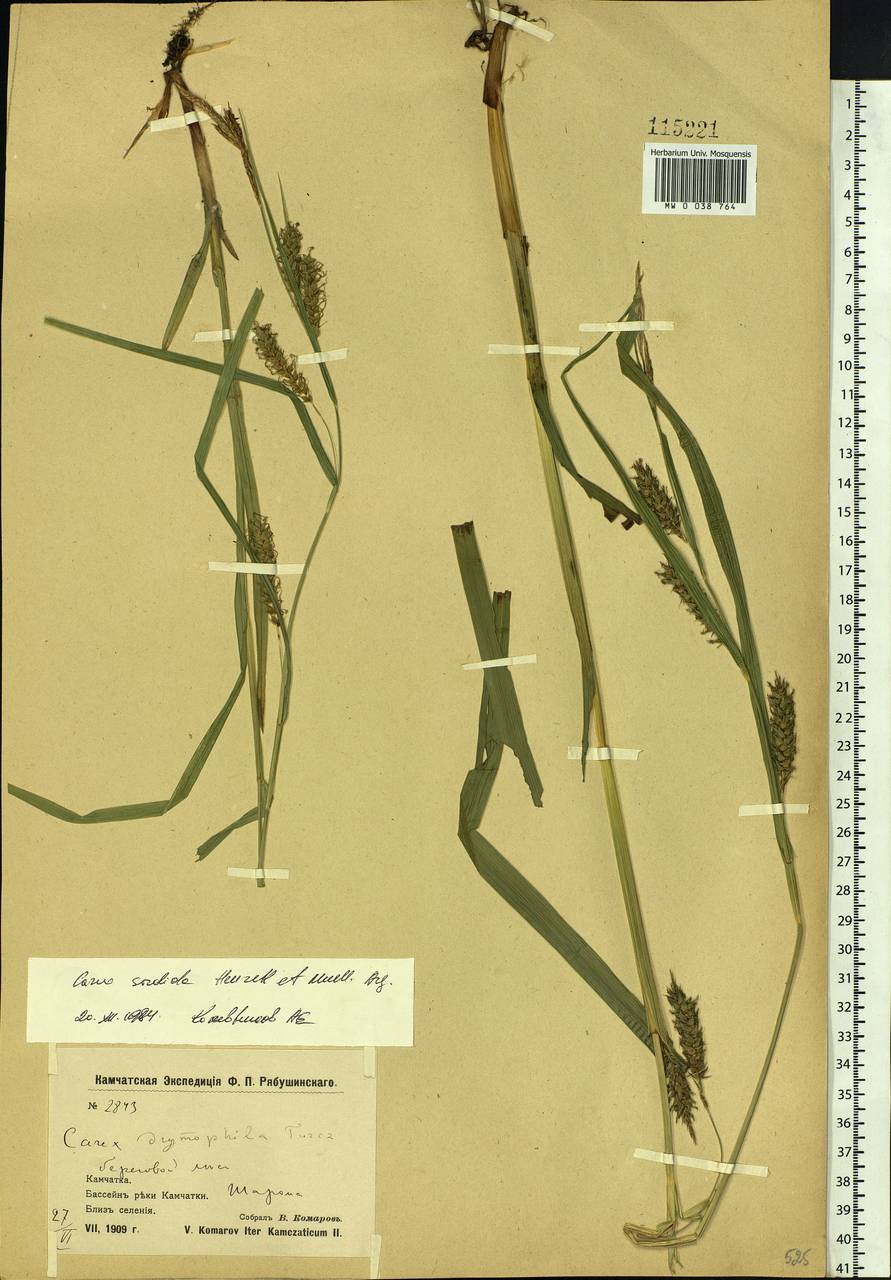 Carex sordida Van Heurck & Müll.Arg., Siberia, Chukotka & Kamchatka (S7) (Russia)