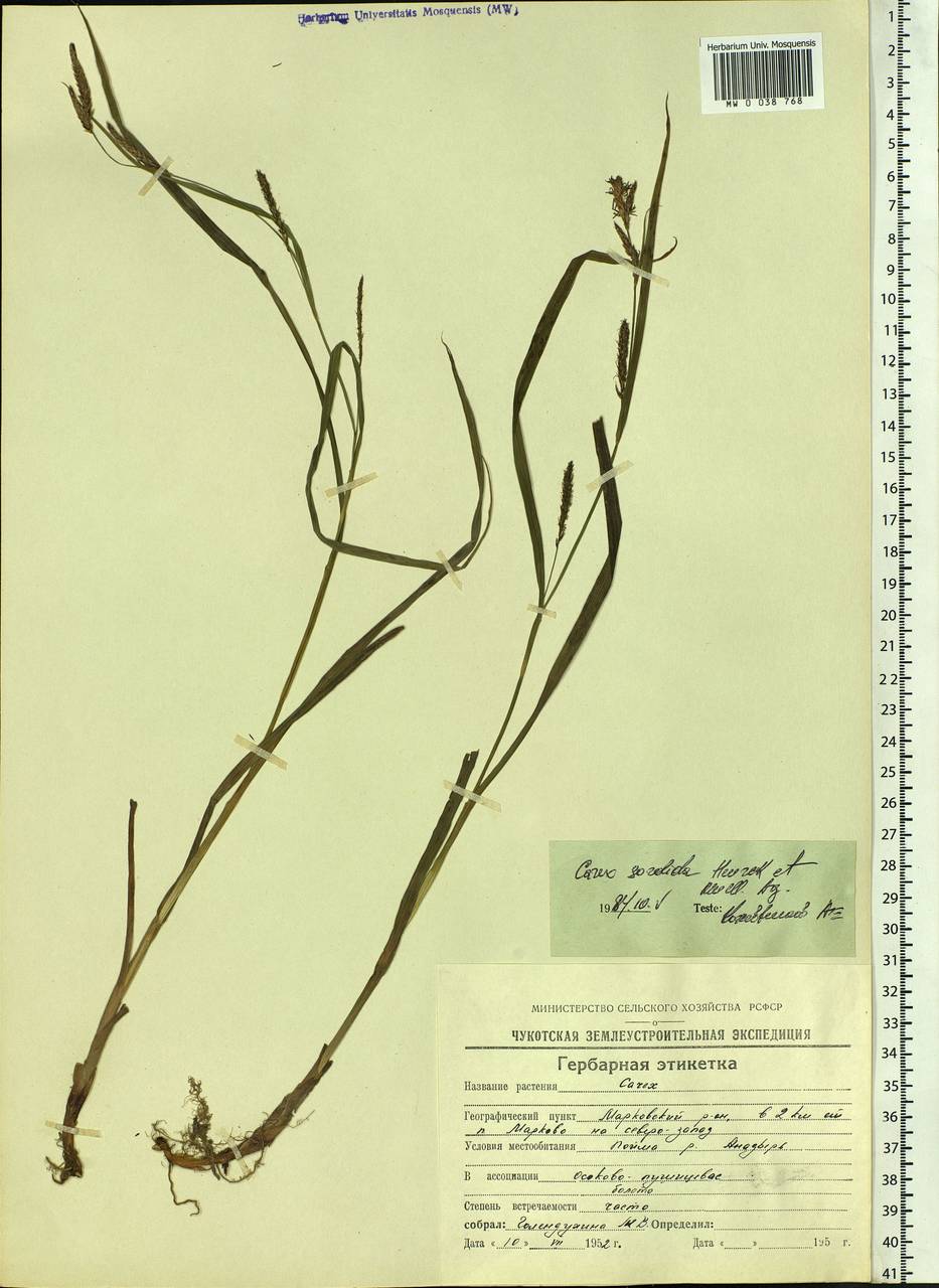 Carex sordida Van Heurck & Müll.Arg., Siberia, Chukotka & Kamchatka (S7) (Russia)